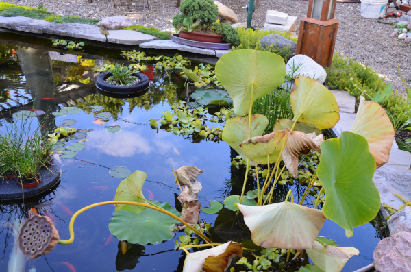Belle construction de l'étang de jardin de Ngan Siu Mui par Jean-Yves Pelletier, 2011