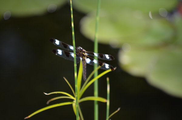Belle construction de l'étang de jardin de Ngan Siu Mui par Jean-Yves Pelletier, 2011