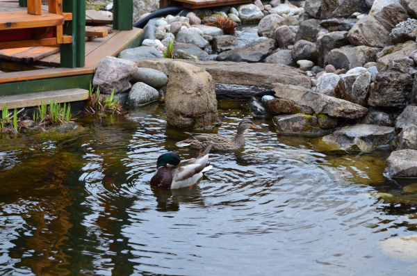 Belle construction de l'étang de jardin de Ngan Siu Mui par Jean-Yves Pelletier, 2011