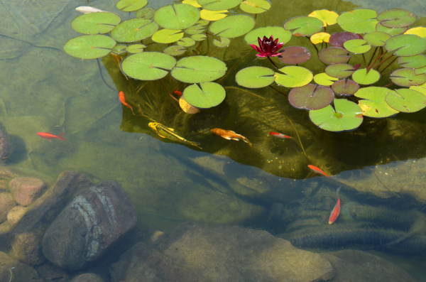 Belle construction de l'étang de jardin de Ngan Siu Mui par Jean-Yves Pelletier, 2011
