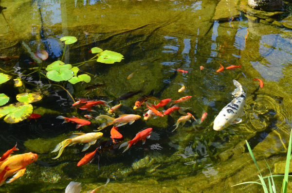 Belle construction de l'étang de jardin de Ngan Siu Mui par Jean-Yves Pelletier, 2011