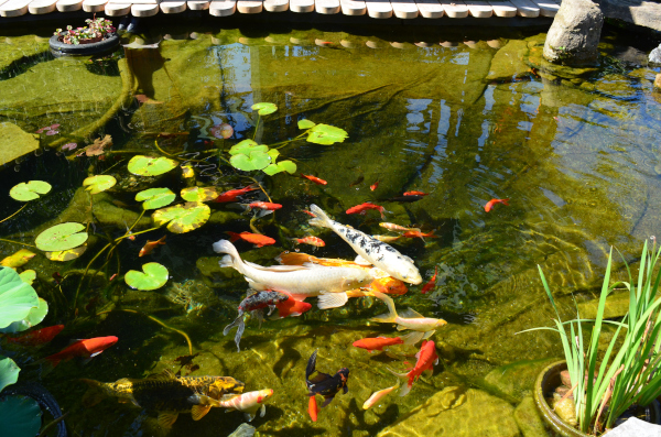 Belle construction de l'étang de jardin de Ngan Siu Mui par Jean-Yves Pelletier, 2011