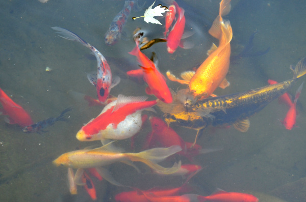 Belle construction de l'étang de jardin de Ngan Siu Mui par Jean-Yves Pelletier, 2011