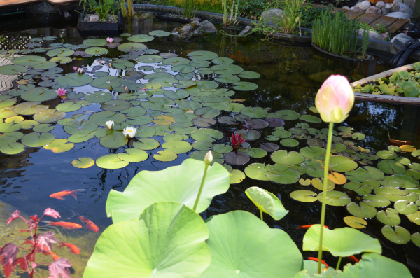 Belle construction de l'étang de jardin de Ngan Siu Mui par Jean-Yves Pelletier, 2011