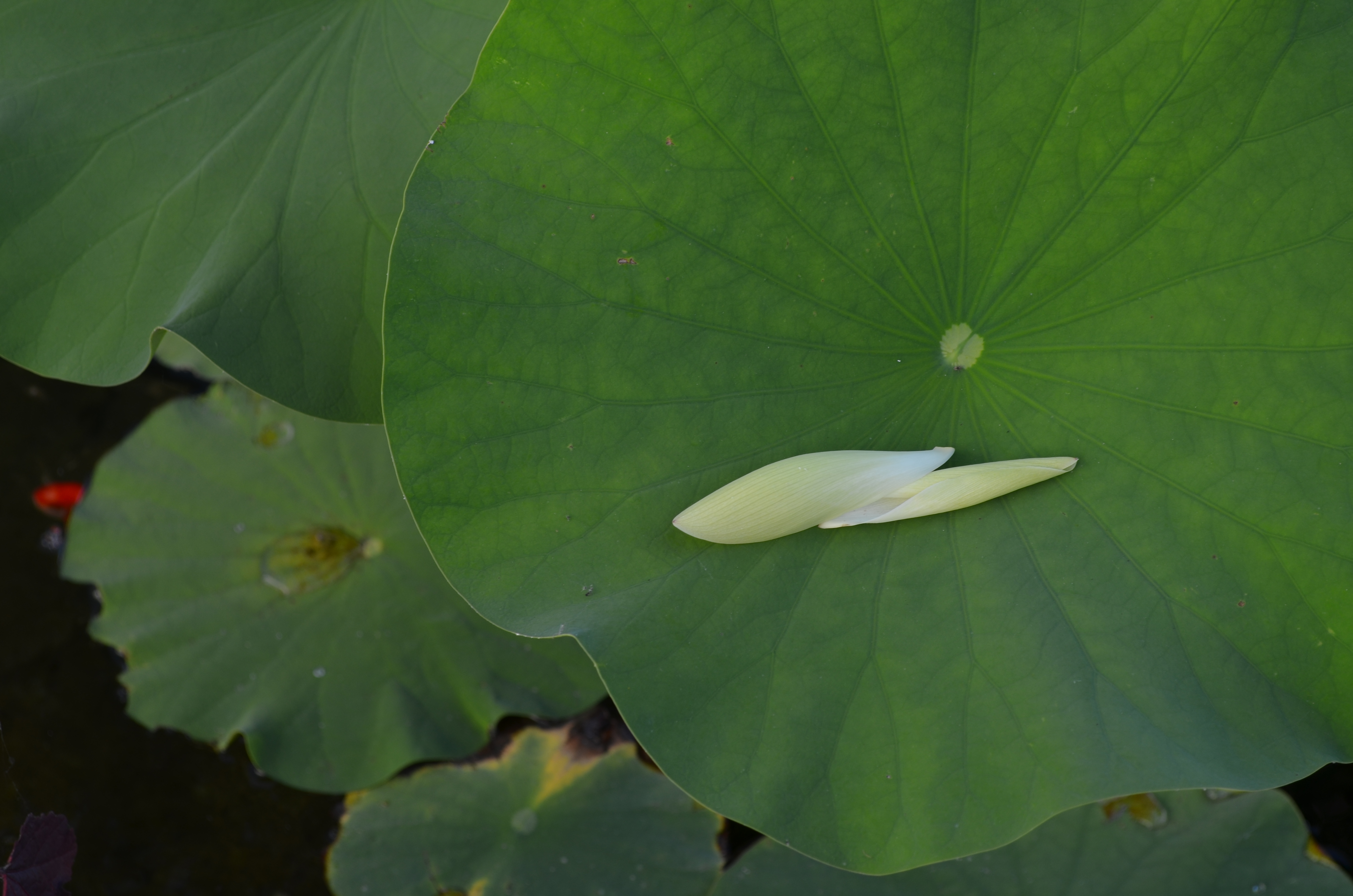 Belle construction de l'étang de jardin de Ngan Siu Mui par Jean-Yves Pelletier, 2011