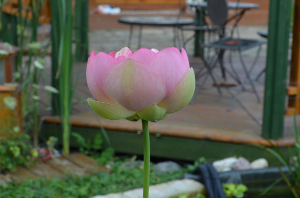 Ngan Siu Mui Garden Pond, Designing and Finishing Construction by Jean-Yves Pelletier, 2011