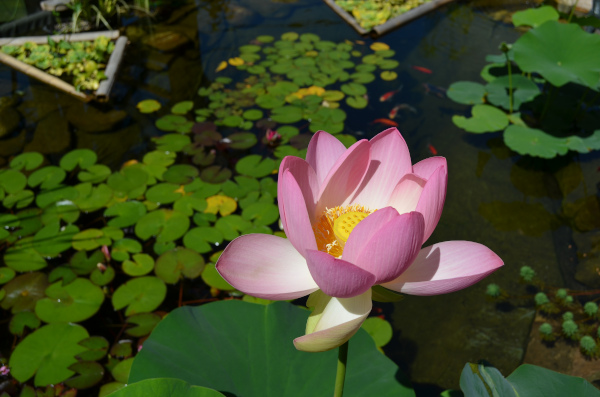 Belle construction de l'étang de jardin de Ngan Siu Mui par Jean-Yves Pelletier, 2011