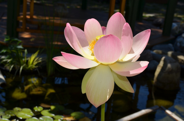 Belle construction de l'étang de jardin de Ngan Siu Mui par Jean-Yves Pelletier, 2011