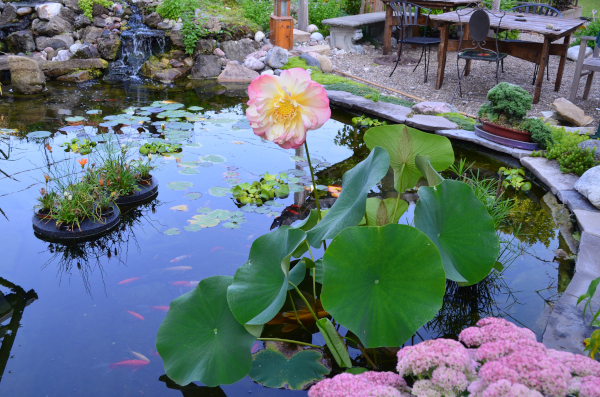 Belle construction de l'étang de jardin de Ngan Siu Mui par Jean-Yves Pelletier, 2011