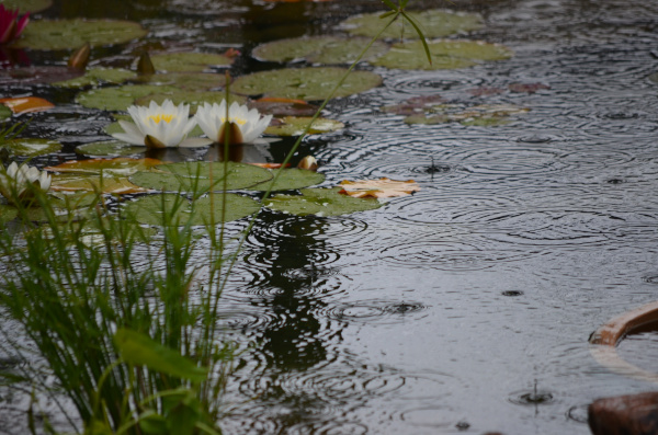 Belle construction de l'étang de jardin de Ngan Siu Mui par Jean-Yves Pelletier, 2011