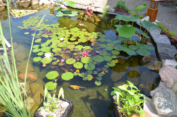Belle construction de l'étang de jardin de Ngan Siu Mui par Jean-Yves Pelletier, 2011
